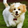 Adorable Cavachon Paint by numbers