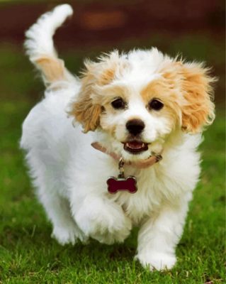 Adorable Cavachon Paint by numbers