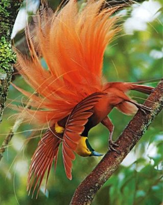 Aesthetic Bird Of Paradise Paint by numbers