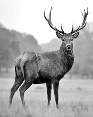 Aesthetic Black And White Deer Paint by numbers