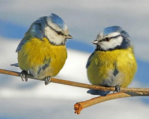 aesthetic-blue-tit-birds-paint-by-numbers-501x400-1.jpg