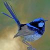 Aesthetic Blue Wren Paint by numbers