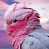 Aesthetic Pink Galah Paint by numbers