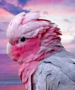 Aesthetic Pink Galah Paint by numbers