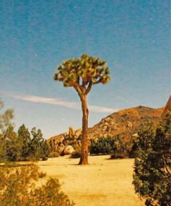 Aesthetic Joshua Trees Paint by numbers