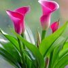 Aesthetic Pink Calla Lily Paint by numbers