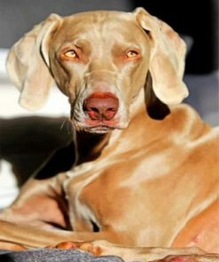 Aesthetic Weimaraner Paint by numbers