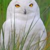 Aesthetic White Owl Paint by numbers