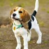 Beagle Dog Paint by numbers