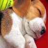 Beagle Puppy Sleeping Paint by numbers