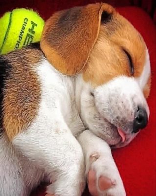 Beagle Puppy Sleeping Paint by numbers