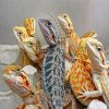 Bearded Dragons Paint by numbers