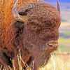 Bison Animal Pint by numbers