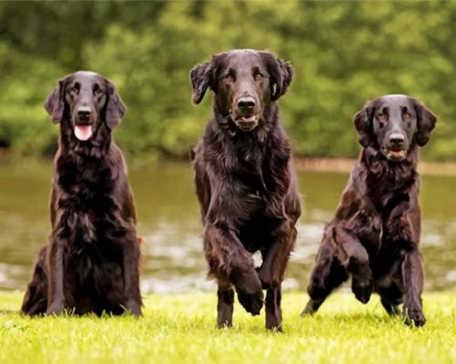 Black American Lab Paint by numbers