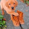 Boxer Red Lab Puppy Paint by numbers