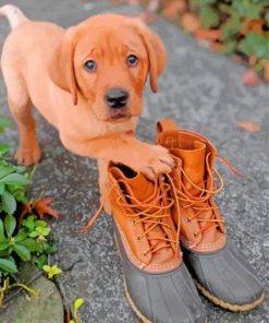 Boxer Red Lab Puppy Paint by numbers