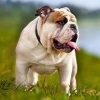 British Bulldog Pet Paint by numbers