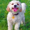 Cavachon Dog Paint by numbers