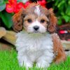 Cavachon Puppy Paint by numbers