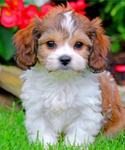 Cavachon Puppy Paint by numbers