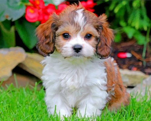 Cavachon Puppy Paint by numbers