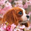 Cavalier Puppy And Blossoms paint by numbers