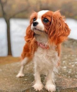 Cavalier Puppy Paint by numbers
