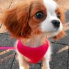 Adorable Cavalier Puppy Paint by numbers