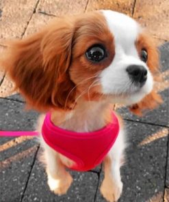 Adorable Cavalier Puppy Paint by numbers