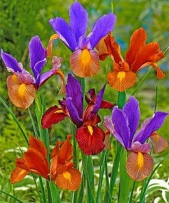 Colorful Irises Paint by numbers