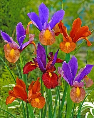 Colorful Irises Paint by numbers