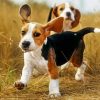 Cute Beagles Paint by numbers