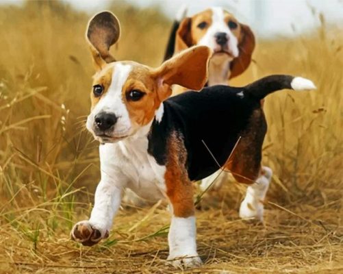 Cute Beagles Paint by numbers