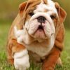 Cute British Bulldog Paint by numbers
