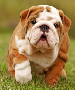 Cute British Bulldog Paint by numbers