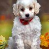 Cute Cavachon Paint by numbers