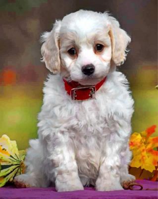 Cute Cavachon Paint by numbers