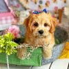 Cute Cavachon Puppy Paint by numbers