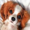 cute cavalier puppy paint by number