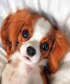cute cavalier puppy paint by number
