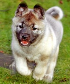 Elkhound Puppy Paint by number