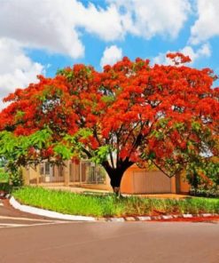 Royal Poinciana Paint by numbers