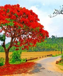 Royal Poinciana Tree Paint by numbers