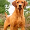 Fox Red Labrador Dog Paint by numbers
