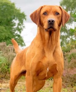 Fox Red Labrador Dog Paint by numbers