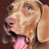 Funny Weimaraner Paint by numbers