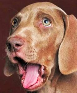 Funny Weimaraner Paint by numbers
