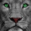 Lion With Green Eyes Paint by numbers