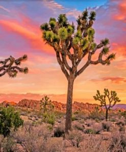 Joshua Trees And Sunset Paint by number