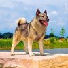 Norwegian Elkhound Dog Paint by numbers
